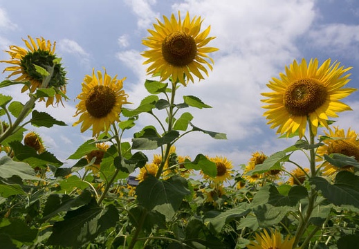 201507281102-DSC08799A55.jpg