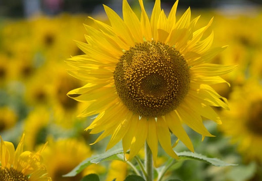 201507281103-DSC03167.jpg