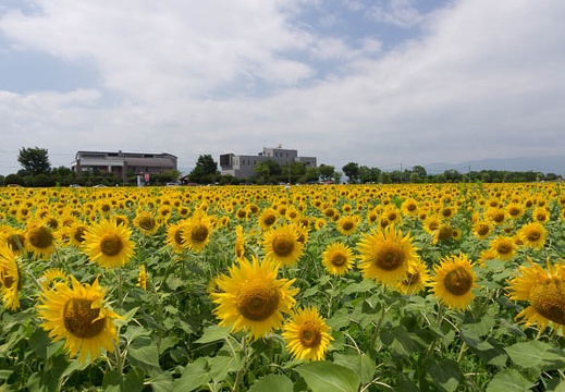 201507281103-DSC08805A55.jpg