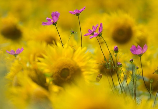 201507281104-DSC03173.jpg