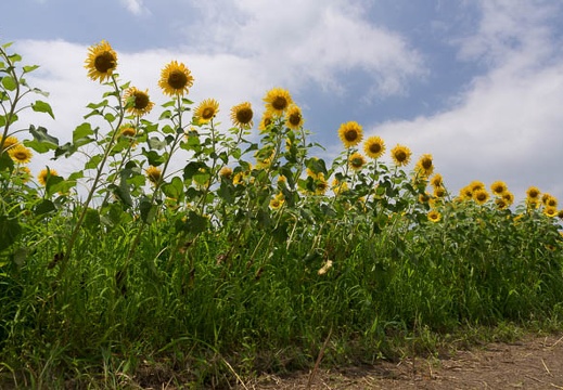 201507281106-DSC08815A55.jpg
