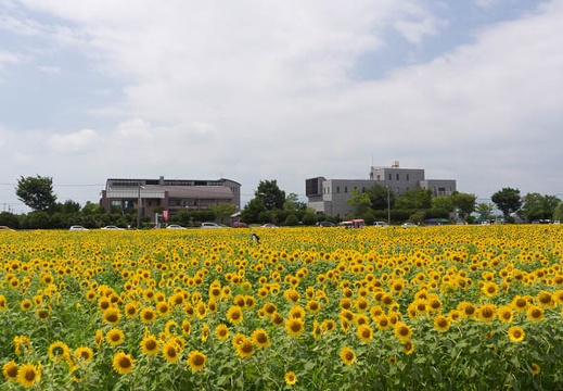201507281106-DSC08817A55.jpg