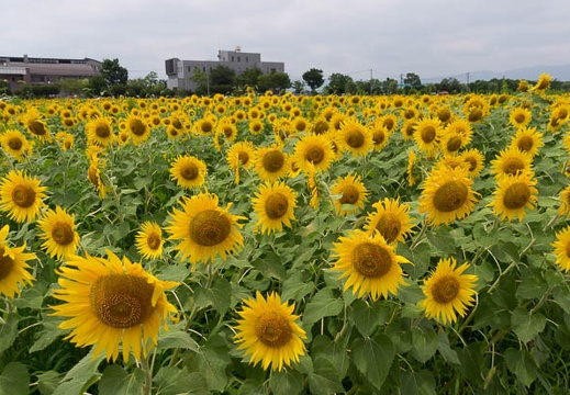 201507281112-DSC08830A55.jpg