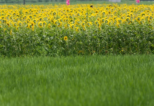 201507281138-DSC03237.jpg