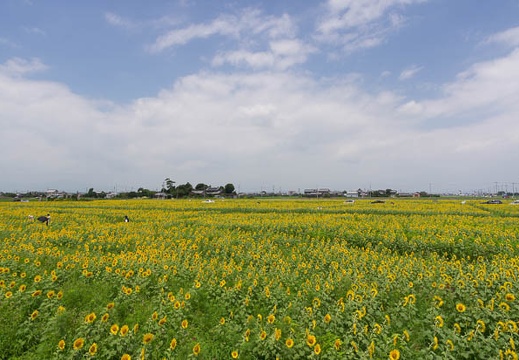 201507281156-DSC08905A55.jpg