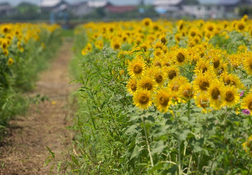 201507281159-DSC03269.jpg