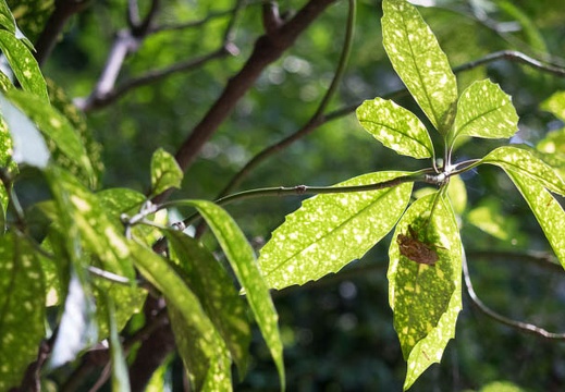201508081425-DSC03459RX10.jpg