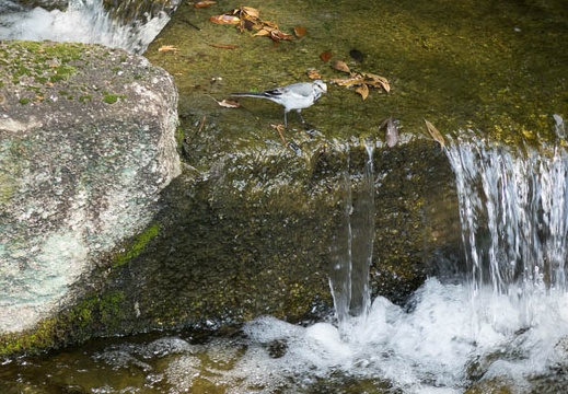 201508081435-DSC03473RX10.jpg