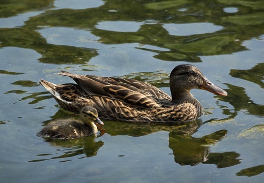 201508081442-DSC03499RX10.jpg