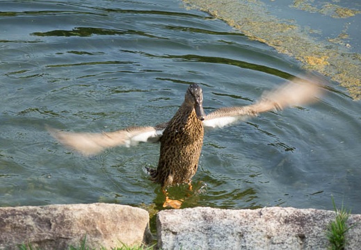 201508081446-DSC03536RX10.jpg