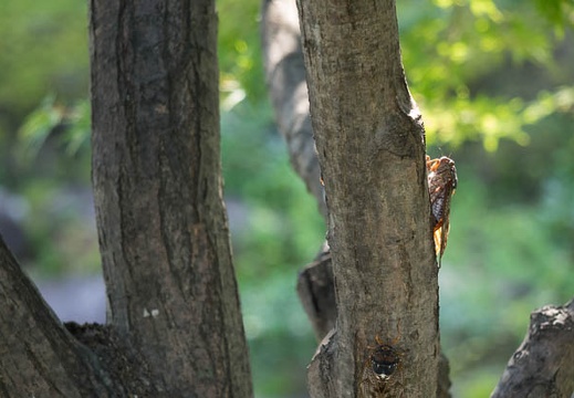 201508081452-DSC03551RX10.jpg