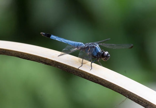 201508091426-DSC03389.jpg