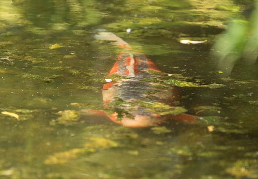 201508091445-DSC03406.jpg