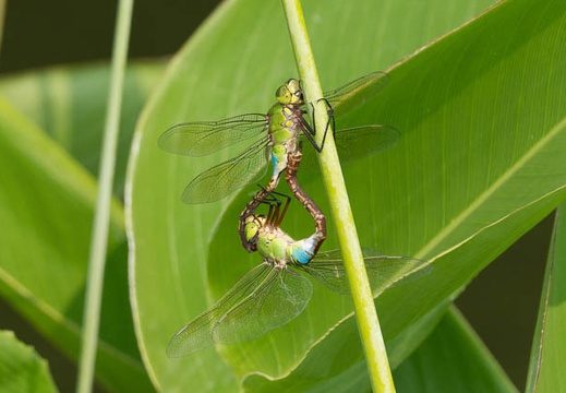 201508091502-DSC03438.jpg