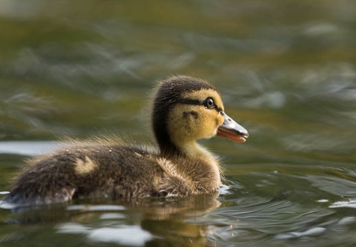 201508091550-DSC03663.jpg