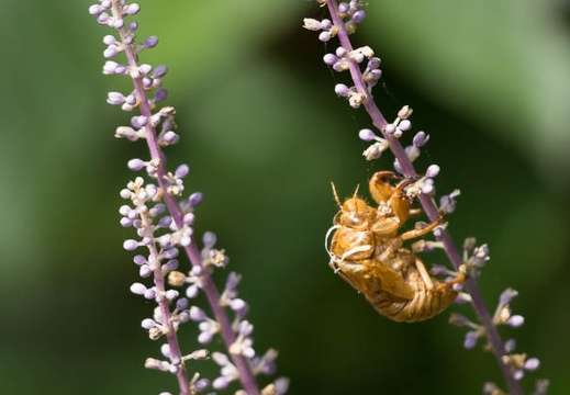 201508111435-DSC03847.jpg