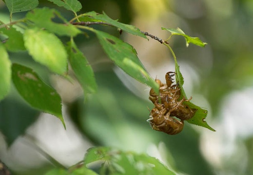 201508111451-DSC03858.jpg