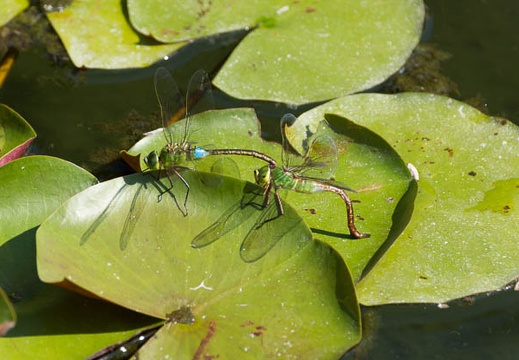 201508111505-DSC03901.jpg