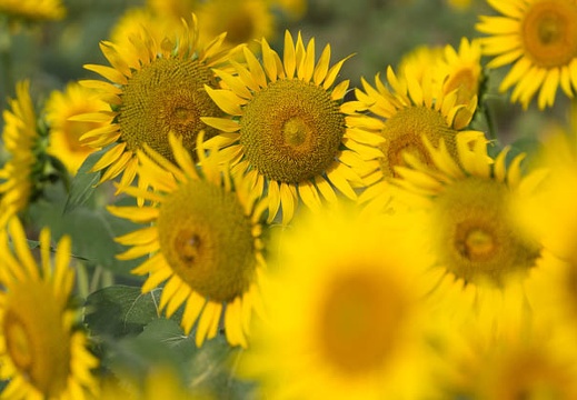 201508120735-DSC04047.jpg