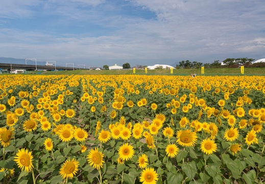 201508120805-DSC07023N6.jpg