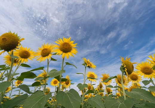 201508120817-DSC02215N5R.jpg