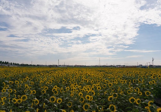 201508120825-DSC07048N6.jpg
