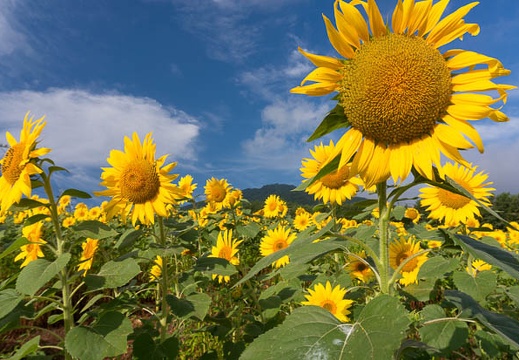201508160734-DSC07157N6.jpg