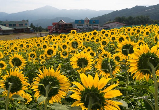201508160800-DSC07191N6.jpg