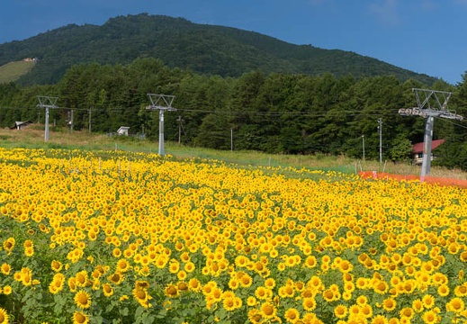 201508160820-DSC07229N6.jpg
