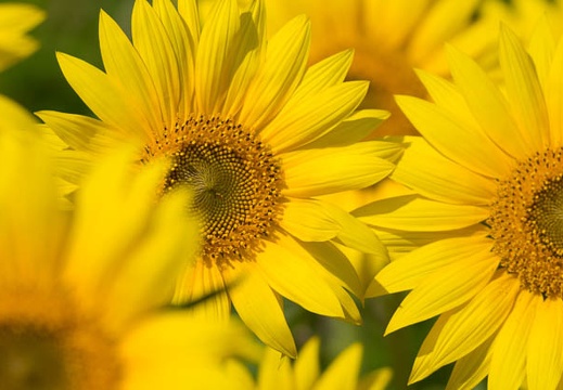 201508160831-DSC04361.jpg