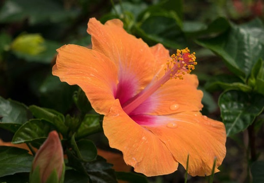 201508291043-DSC03835RX10.jpg