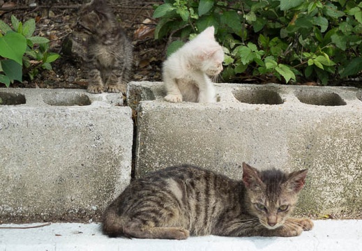 201508291103-DSC03913RX10.jpg