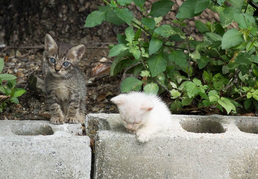 201508291103-DSC03914RX10.jpg