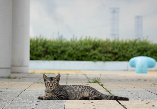 201508291108-DSC03955RX10.jpg