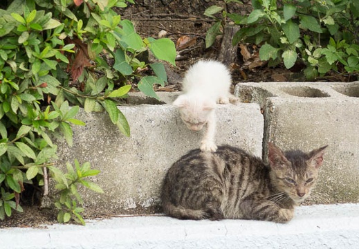201508291109-DSC03962RX10.jpg