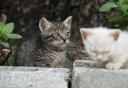 201508291118-DSC03988RX10.jpg