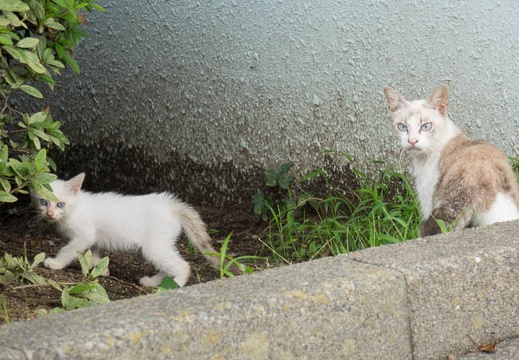 201508291126-DSC04031RX10.jpg