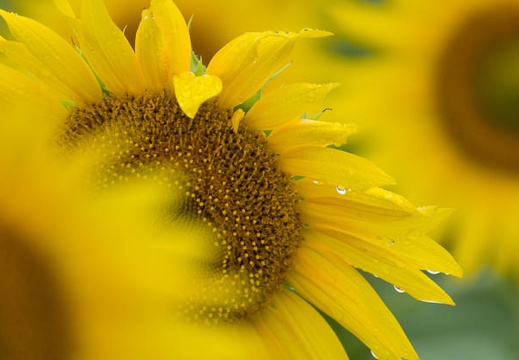 201509041135-DSC04798.jpg