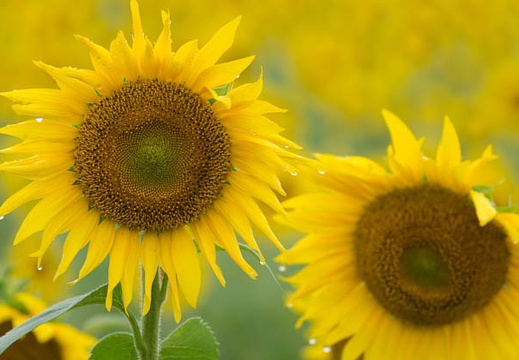 201509041139-DSC04808.jpg