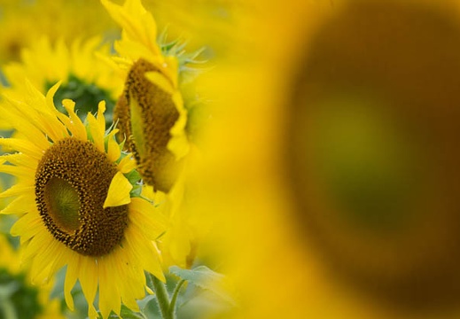 201509041142-DSC04817.jpg