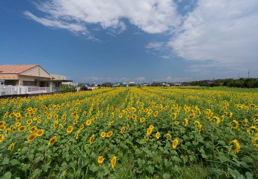 201509041155-DSC02433N5R.jpg