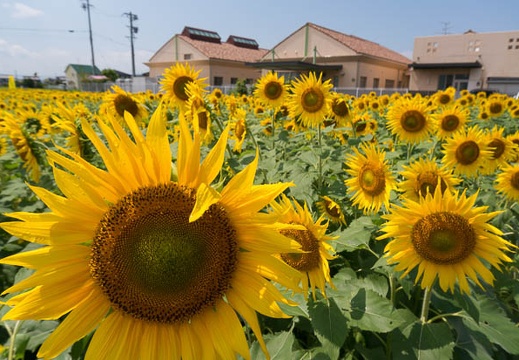 201509041201-DSC07511N6.jpg