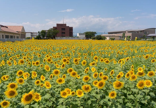 201509041202-DSC07516N6.jpg
