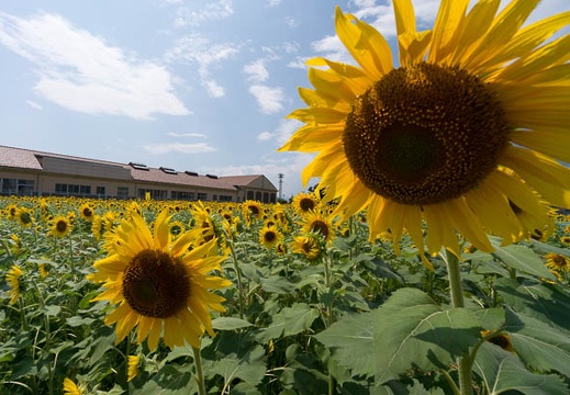 201509041226-DSC02455N5R.jpg