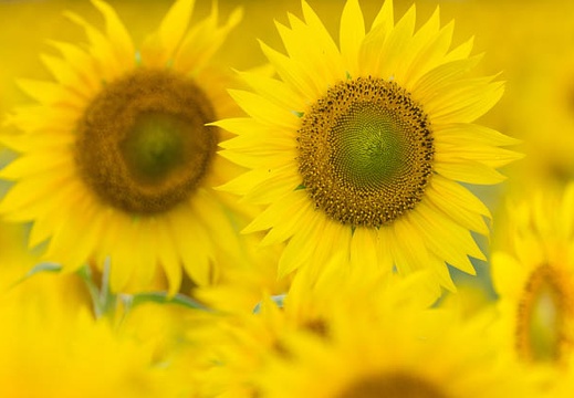 201509041252-DSC04928.jpg