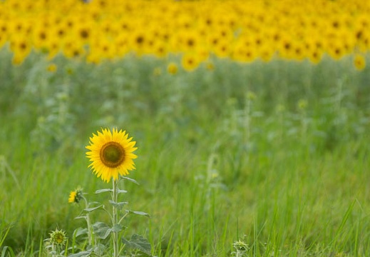 201509041302-DSC04949.jpg