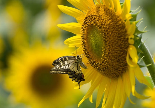 201509041319-DSC04977.jpg