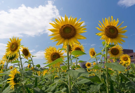 201509041322-DSC07596N6.jpg