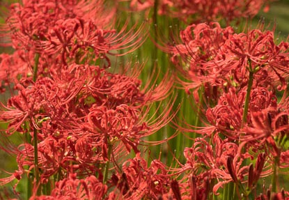 201509191349-DSC05094RX10.jpg
