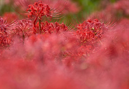 201509291043-DSC06426.jpg
